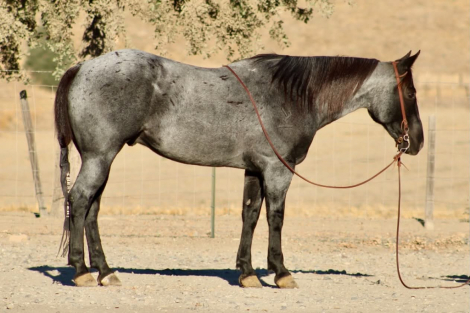 HorseID: 2321159 HD MR PICKLES - PhotoID: 1108757