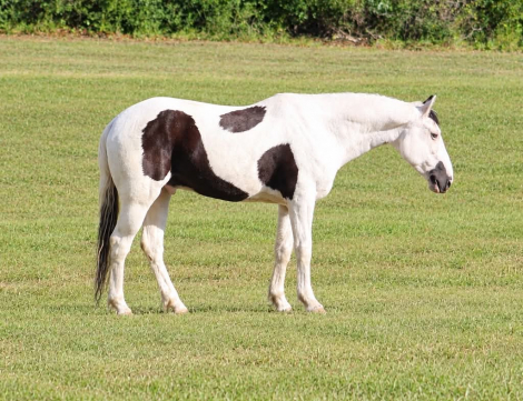 HorseID: 2321160 ELVIS - PhotoID: 1108758