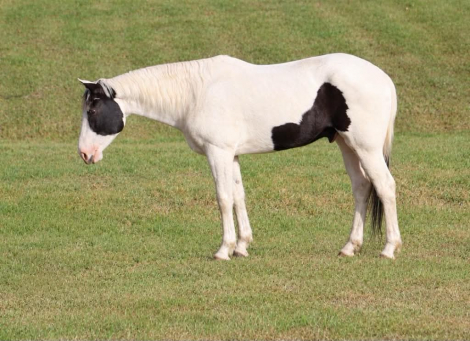 HorseID: 2321160 ELVIS - PhotoID: 1108759