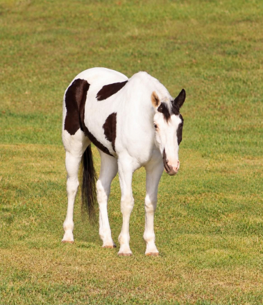 HorseID: 2321160 ELVIS - PhotoID: 1108760