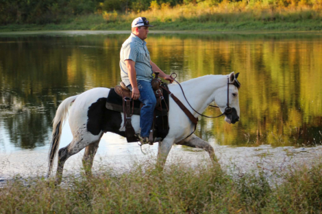 HorseID: 2321160 ELVIS - PhotoID: 1108761