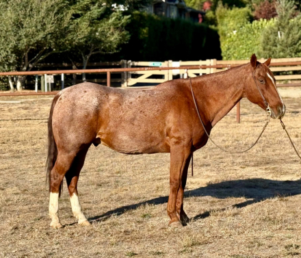 HorseID: 2321161 RANGER - PhotoID: 1108763