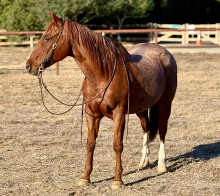 HorseID: 2321161 RANGER - PhotoID: 1108764