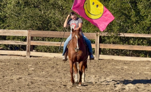 HorseID: 2321161 RANGER - PhotoID: 1108765