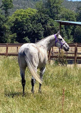HorseID: 2321164 Irish - PhotoID: 1108778