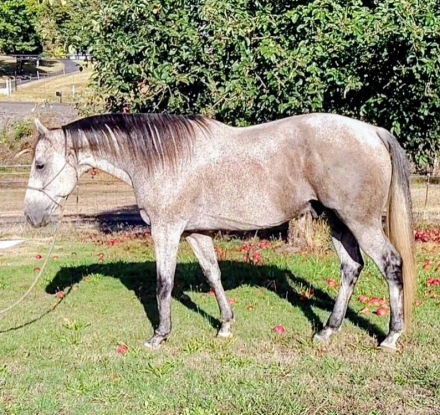 HorseID: 2321164 Irish - PhotoID: 1108780