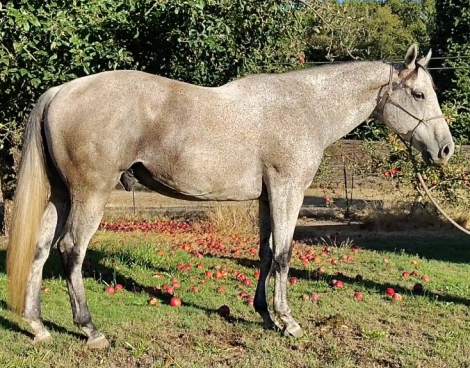 HorseID: 2321164 Irish - PhotoID: 1108781
