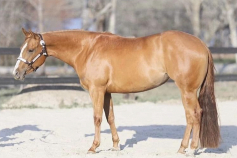 HorseID: 2321184 Sorrienotsorrie - PhotoID: 1108813