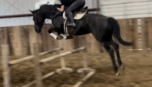 HorseID: 2321185 Josephine II - PhotoID: 1108814