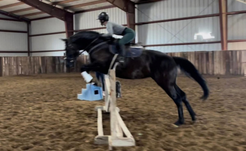 HorseID: 2321185 Josephine II - PhotoID: 1108815