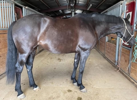 HorseID: 2321185 Josephine II - PhotoID: 1108816