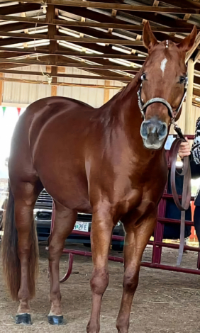 HorseID: 2321186 Sweet Royal Tyler - PhotoID: 1108818