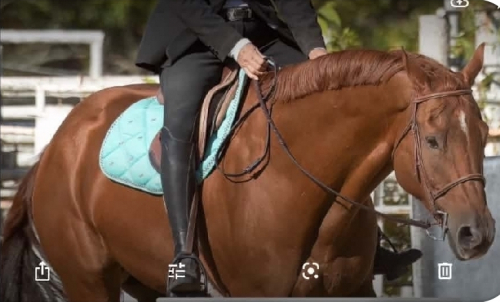 HorseID: 2321186 Sweet Royal Tyler - PhotoID: 1108819
