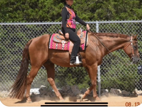 HorseID: 2321186 Sweet Royal Tyler - PhotoID: 1108821