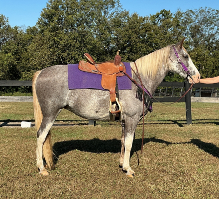 HorseID: 2321187 Oops Jackie O - PhotoID: 1108822