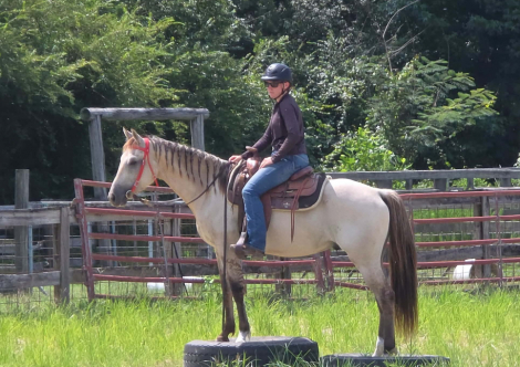 HorseID: 2321191 Msn Hollywood Mo - PhotoID: 1108828