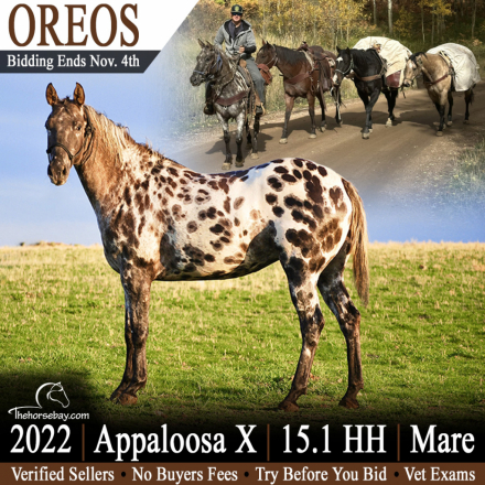 HorseID: 2321195 Oreos - PhotoID: 1108831