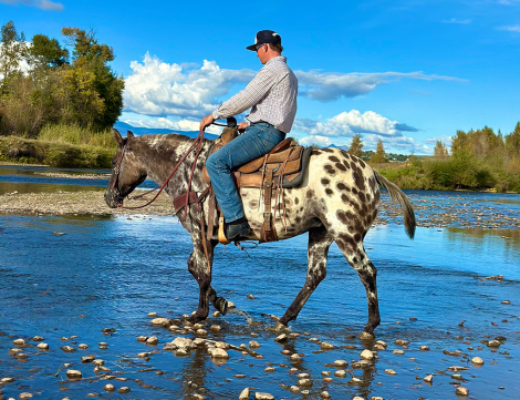 HorseID: 2321195 Oreos - PhotoID: 1108832