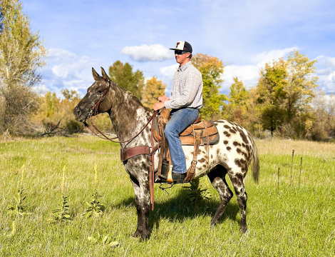 HorseID: 2321195 Oreos - PhotoID: 1108834