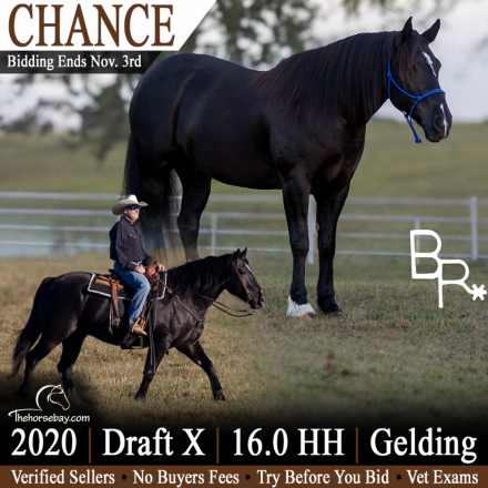 HorseID: 2321196 Chance - PhotoID: 1108835