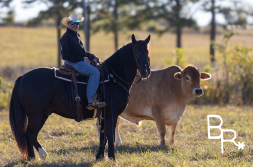 HorseID: 2321196 Chance - PhotoID: 1108836