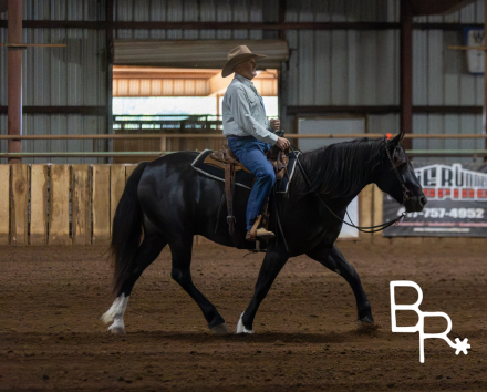 HorseID: 2321196 Chance - PhotoID: 1108837