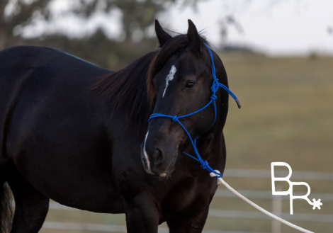 HorseID: 2321196 Chance - PhotoID: 1108838