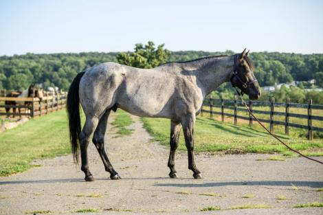 HorseID: 2321197 Drift Away Reo - PhotoID: 1108839