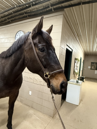 HorseID: 2321205 Hilton - PhotoID: 1108844