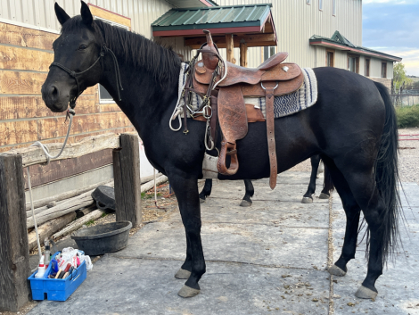 HorseID: 2321206 Kelpie - PhotoID: 1108845