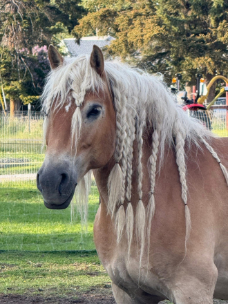 HorseID: 2321215 Dawn of Maple Grove - PhotoID: 1108851
