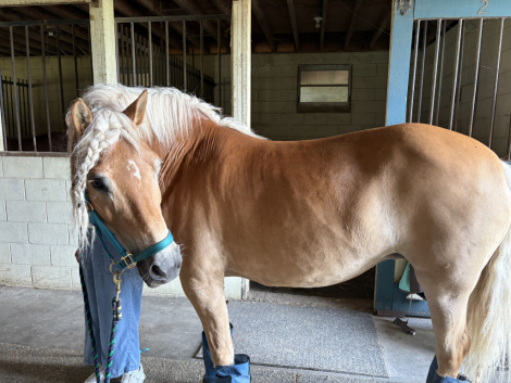 HorseID: 2321215 Dawn of Maple Grove - PhotoID: 1108852