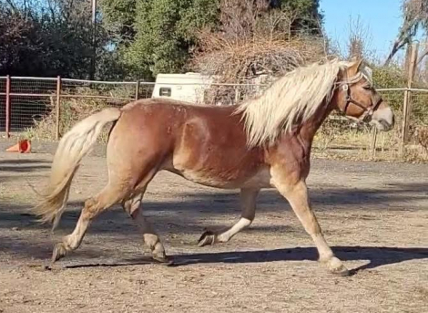 HorseID: 2321215 Dawn of Maple Grove - PhotoID: 1108854