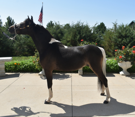 HorseID: 2321223 DVM Bo's Not Just AnyHoo - PhotoID: 1108873