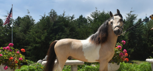 HorseID: 2321229 Indian Peaks Dare to Keep Dreamin' - PhotoID: 1108870