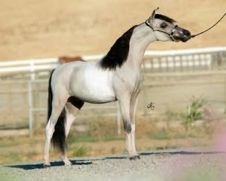 HorseID: 2321229 Indian Peaks Dare to Keep Dreamin' - PhotoID: 1108871