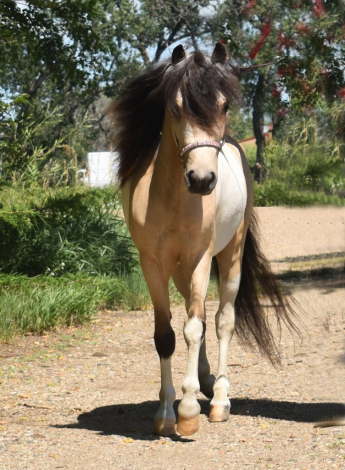 HorseID: 2321229 Indian Peaks Dare to Keep Dreamin' - PhotoID: 1108872