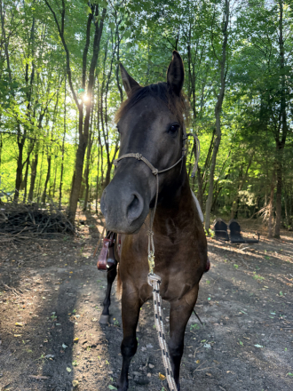 HorseID: 2321248 LK Playin In Smoke - PhotoID: 1108879
