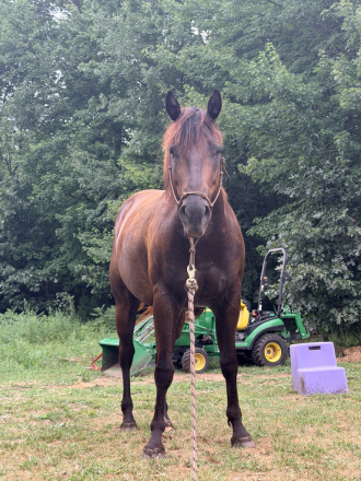 HorseID: 2321248 LK Playin In Smoke - PhotoID: 1108880