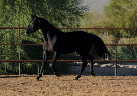 HorseID: 2321263 Undeniable DB - PhotoID: 1108888