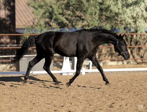 HorseID: 2321263 Undeniable DB - PhotoID: 1108889