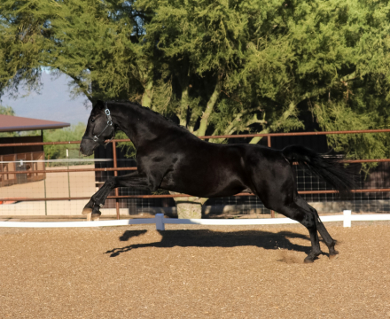 HorseID: 2321263 Undeniable DB - PhotoID: 1108890