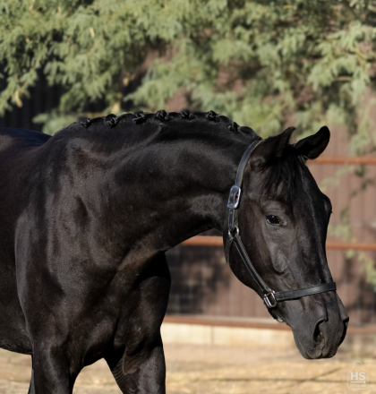 HorseID: 2321263 Undeniable DB - PhotoID: 1108891