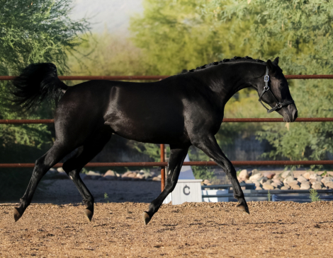 HorseID: 2321263 Undeniable DB - PhotoID: 1108892