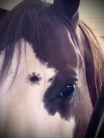 HorseID: 2321269 THIISCHICLOVESAGUN - PhotoID: 1108893