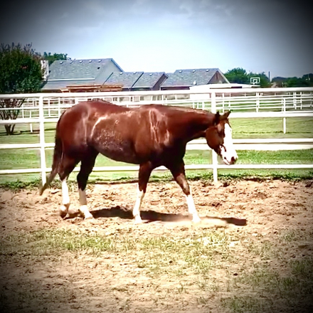 HorseID: 2321269 THIISCHICLOVESAGUN - PhotoID: 1108894