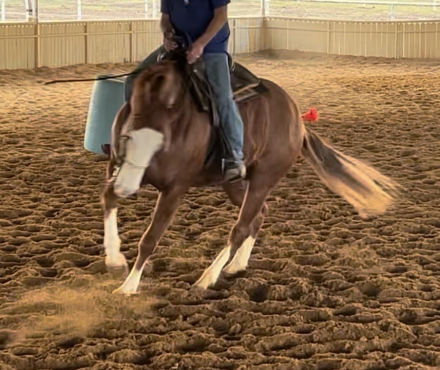 HorseID: 2321269 THIISCHICLOVESAGUN - PhotoID: 1108895