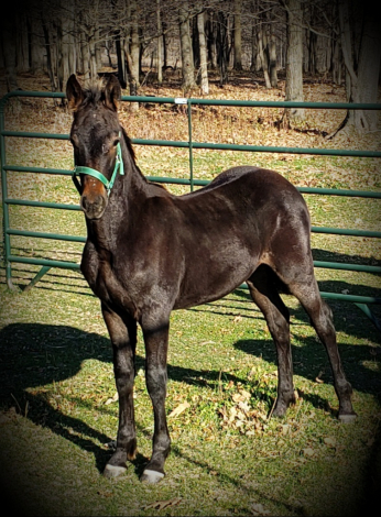 HorseID: 2321275 Haring Fan Thunder - PhotoID: 1108899