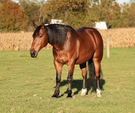 HorseID: 2321280 Sonic - PhotoID: 1108902
