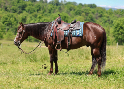 HorseID: 2321282 Sher Dun It - PhotoID: 1108903